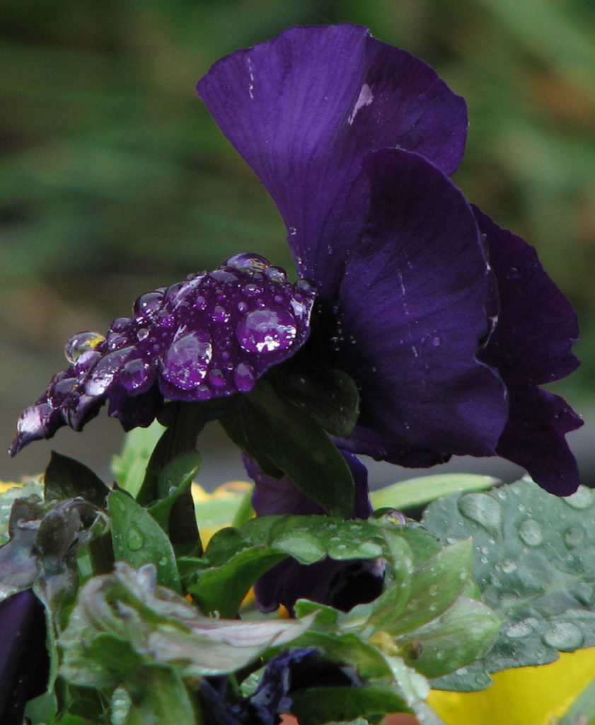 Rain on a purple flower