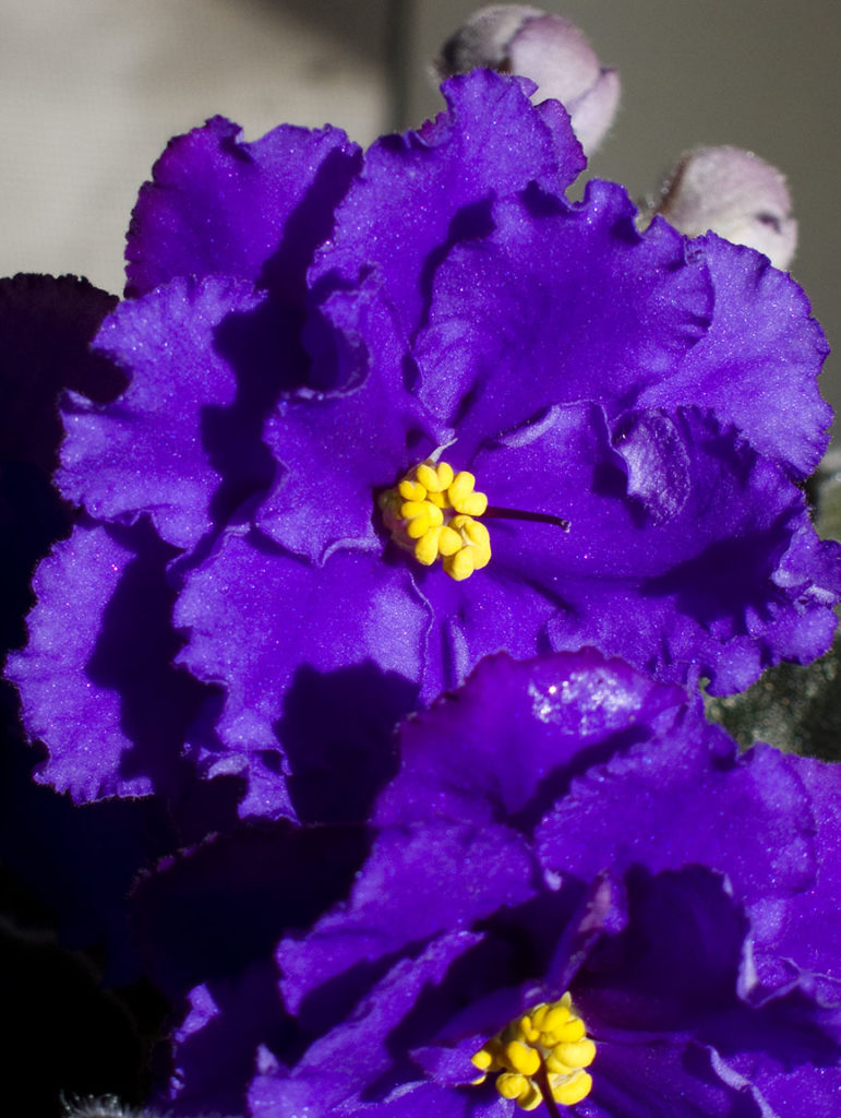 Purple African Violet