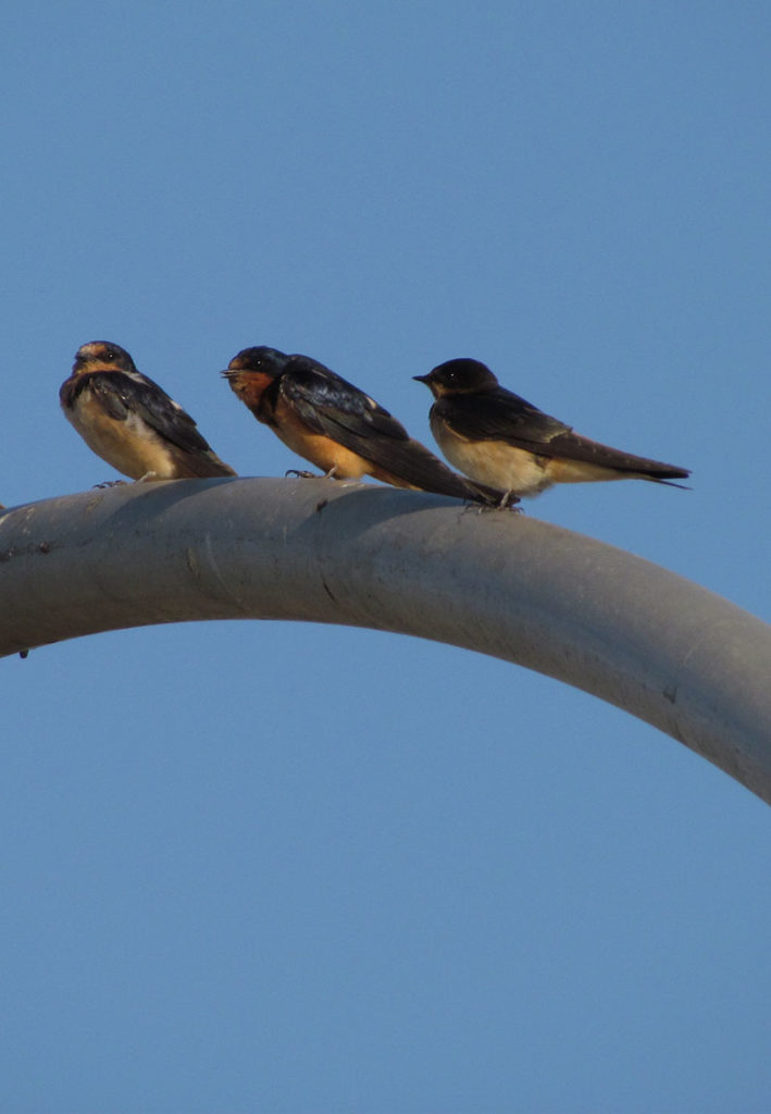 Swallow and Young