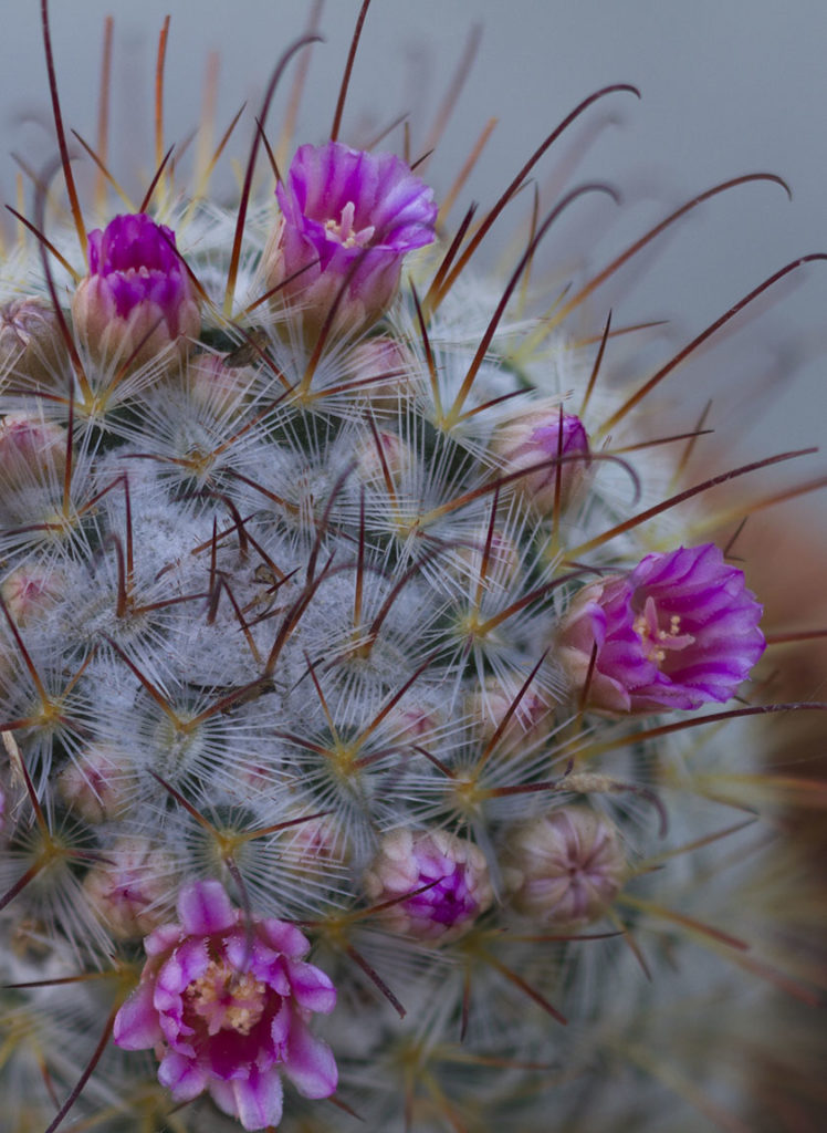 Mammillaria Cactus