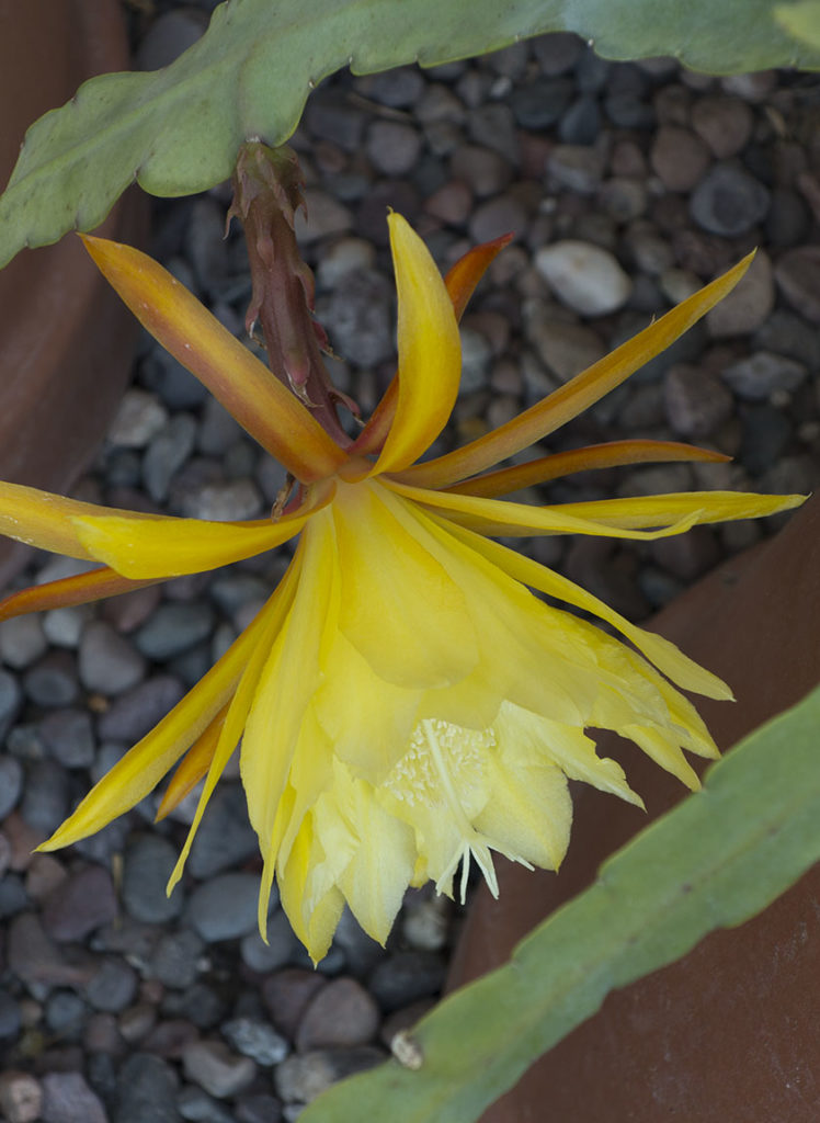 Yellow Epiphyllum