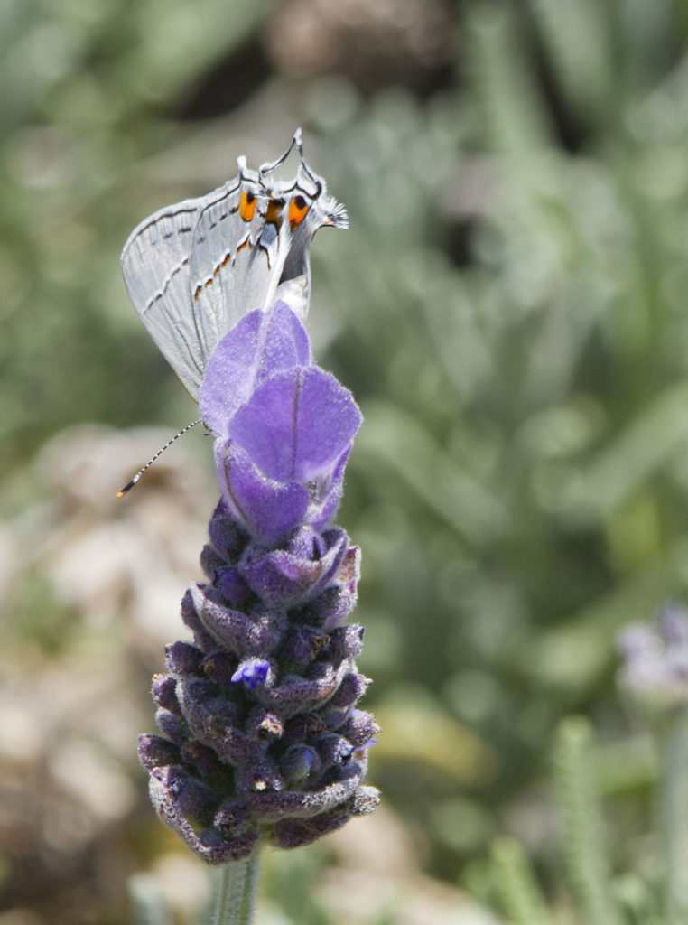 Butterfly on Lavender