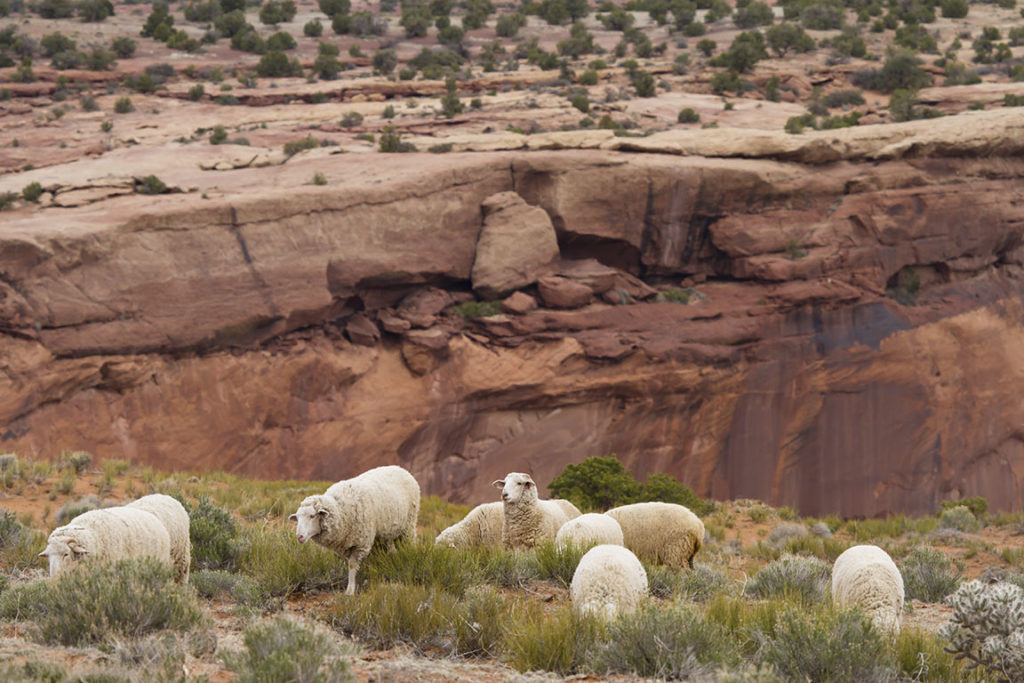 Sheep at Canyon de Chelly