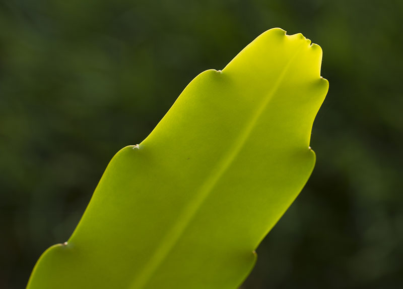 epiphyllum leaf, backlit