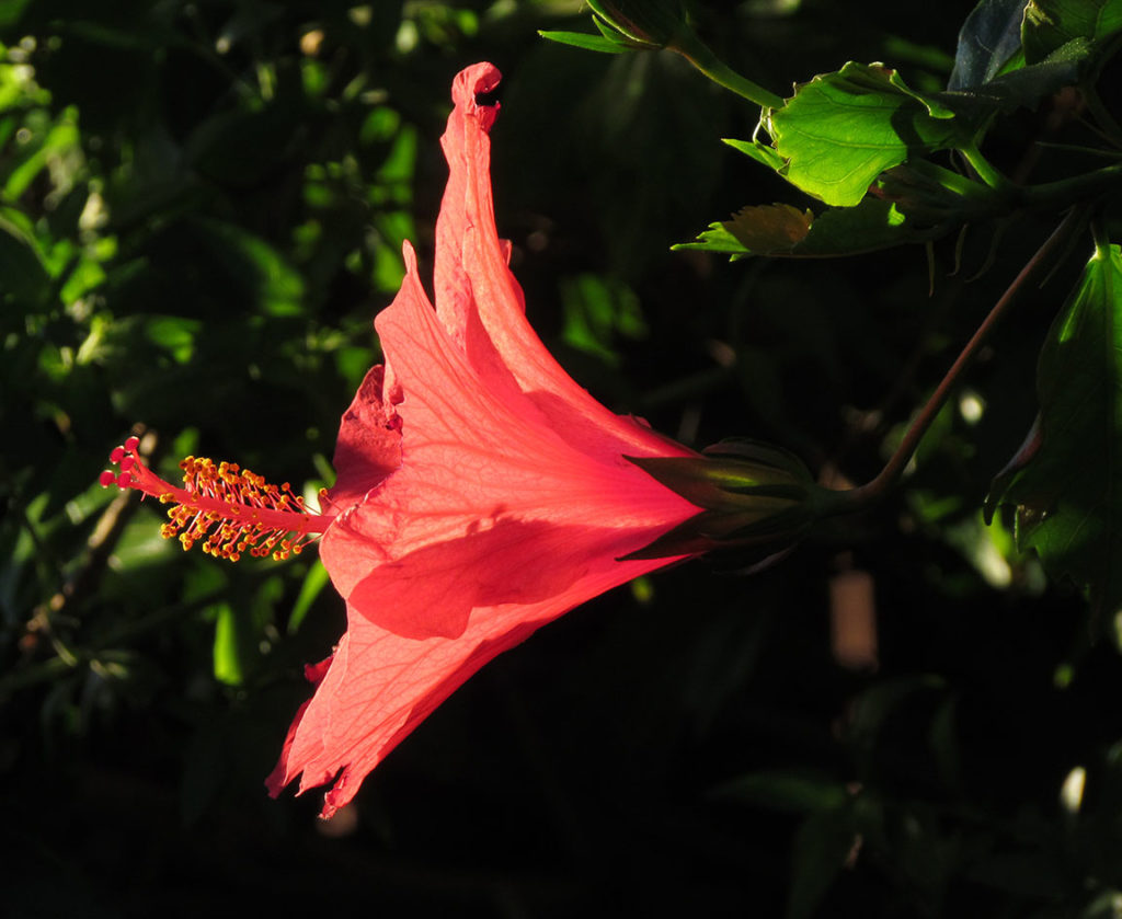 Hibiscus, sunlit