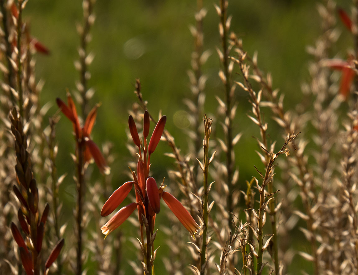 Aloe bloom at evening