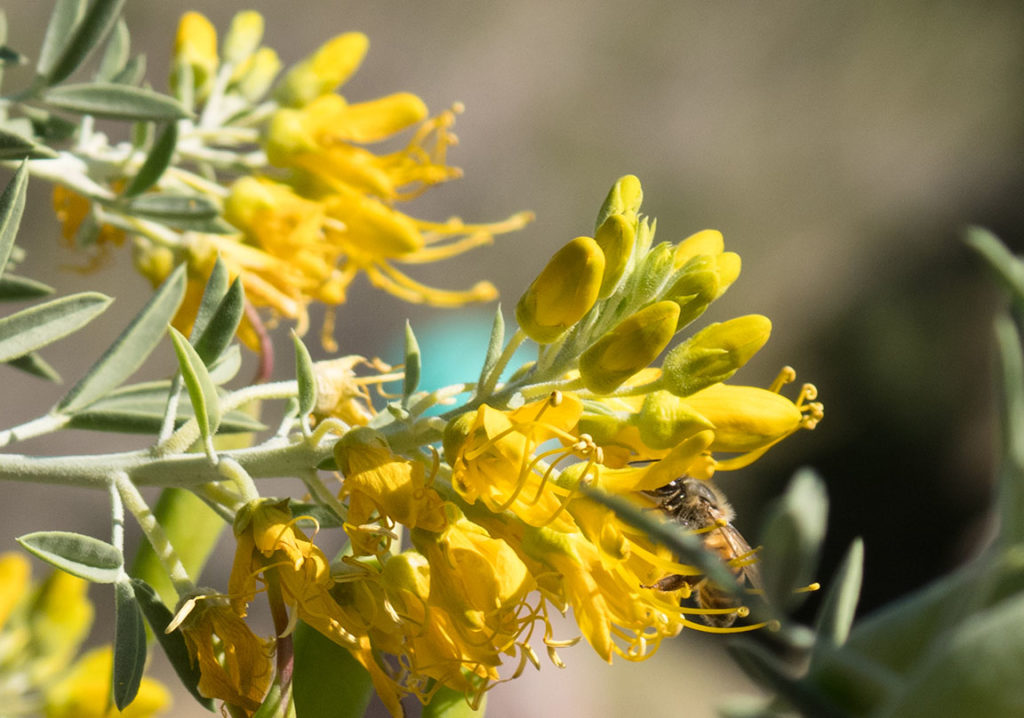 Yellow-bird flowers