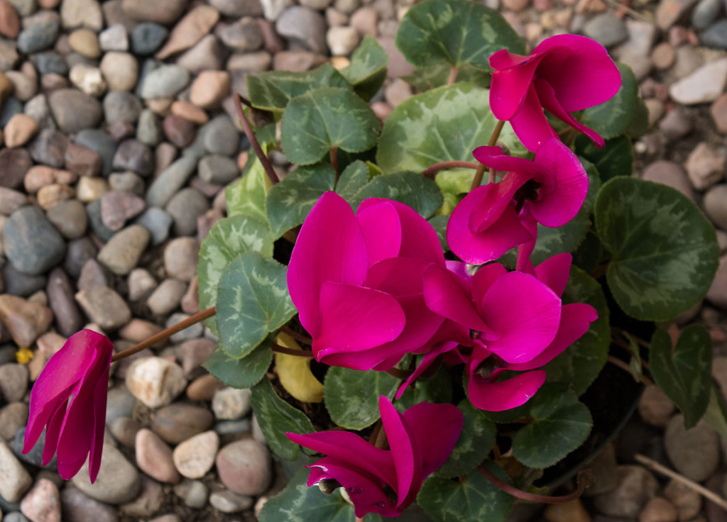 Cyclamen