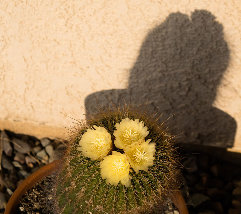 How does something so bristly produce such flowers?