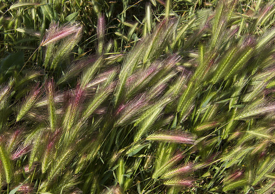 Wild Grass