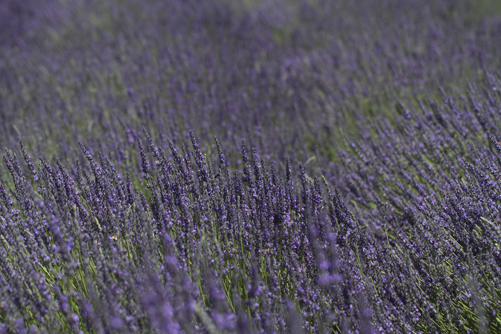 lavender