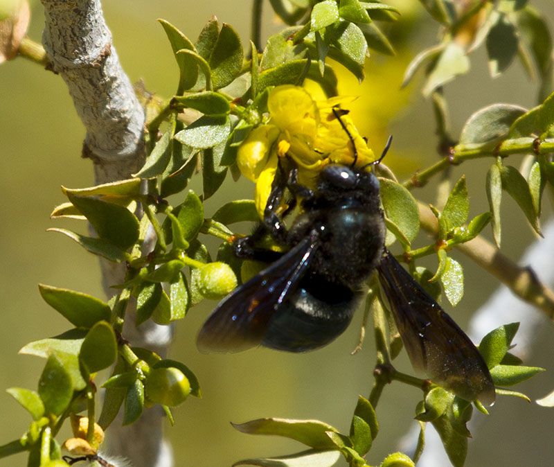 Carpenter Bee