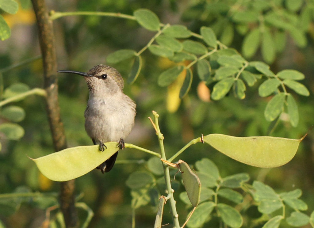 Young hummingbird on seedpod