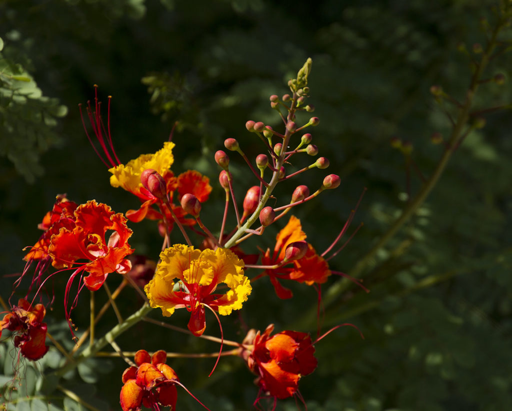 RedBird flowers