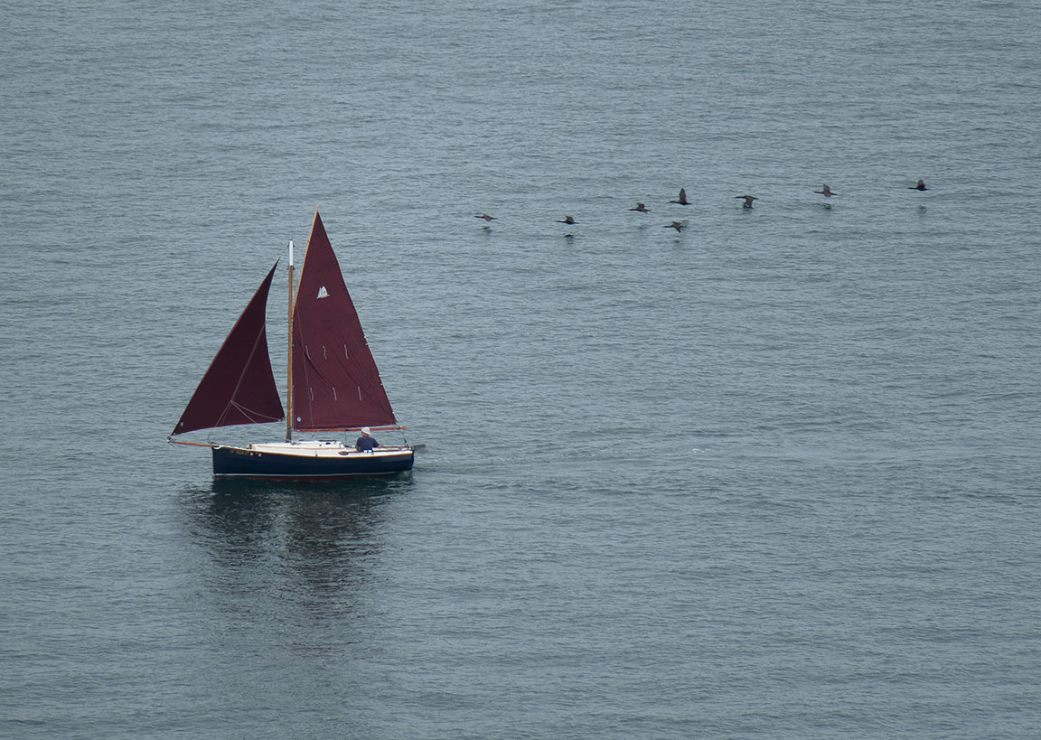 Sailboat and Cormorants