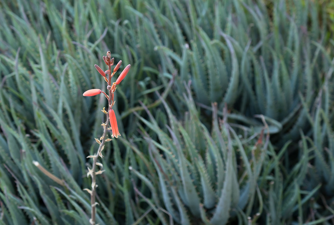 One Aloe Stalk