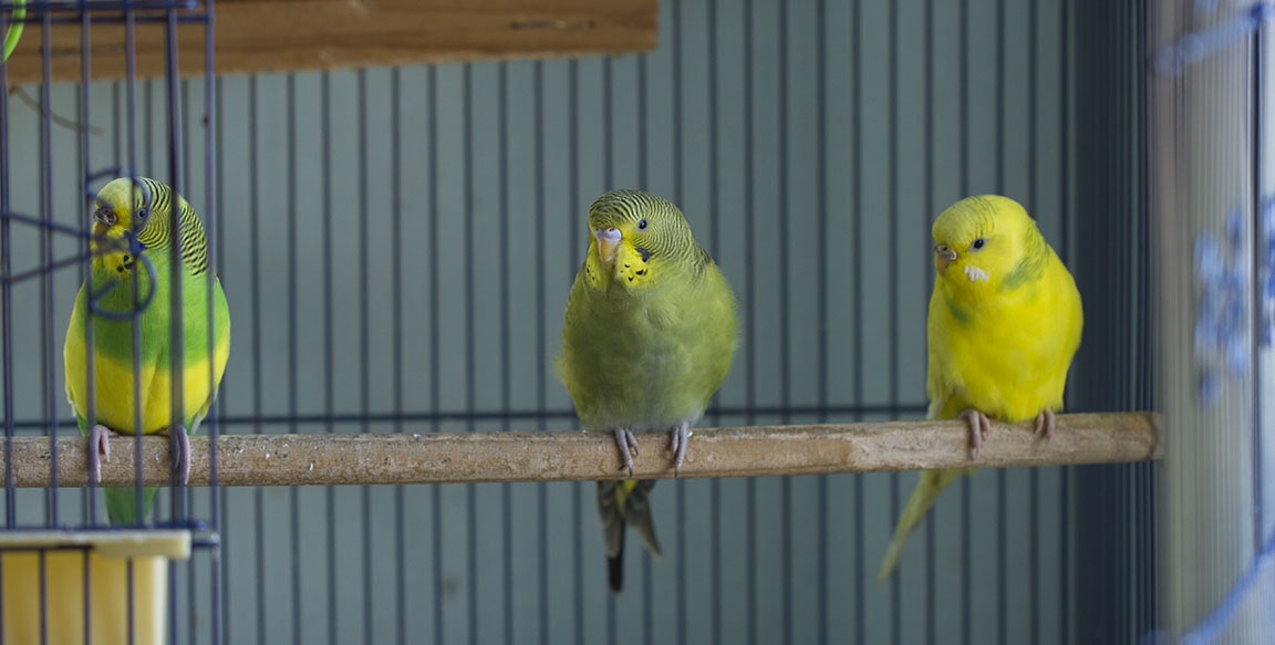 Parakeets