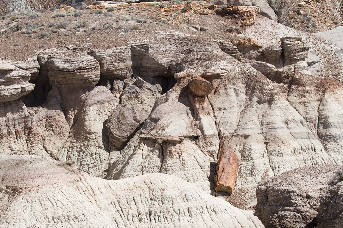 Petrified Forest