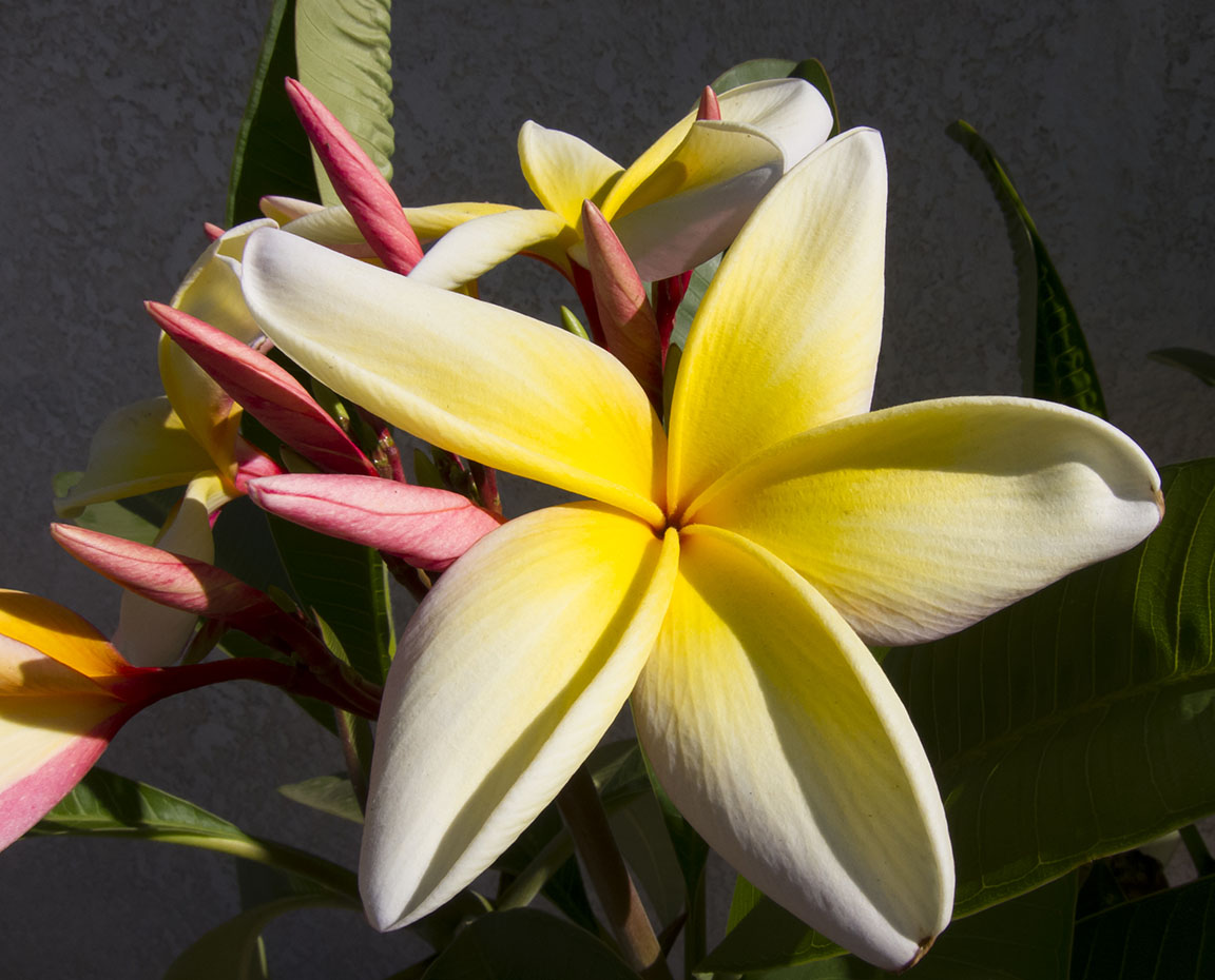 Plumeria