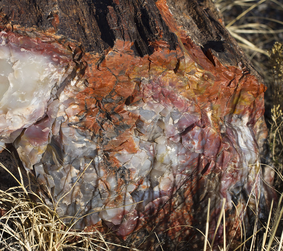 Petrified Log