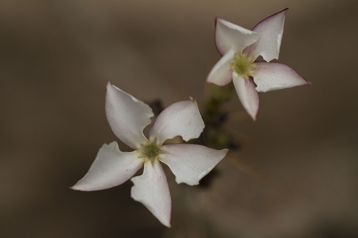 Pachypodium