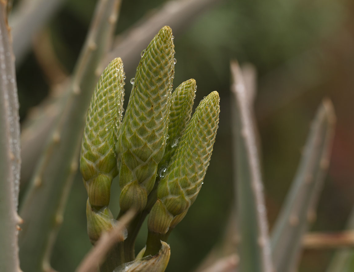 Aloe Vera Buds