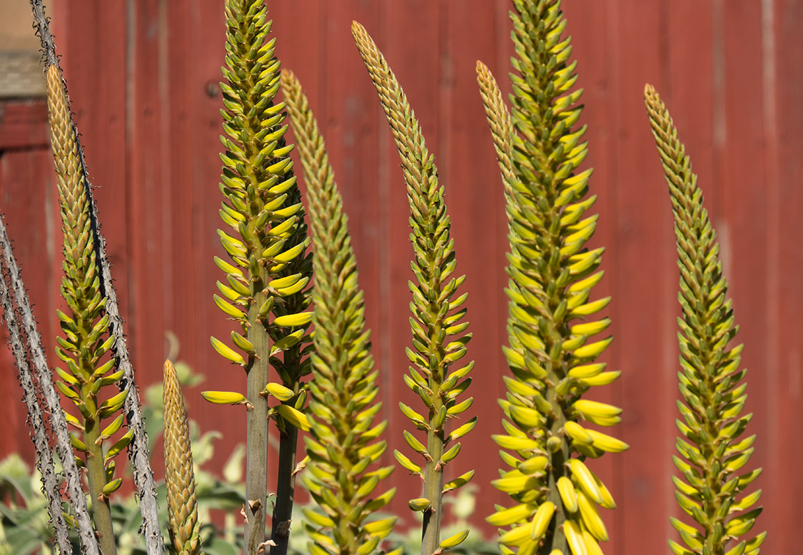 Aloe Vera