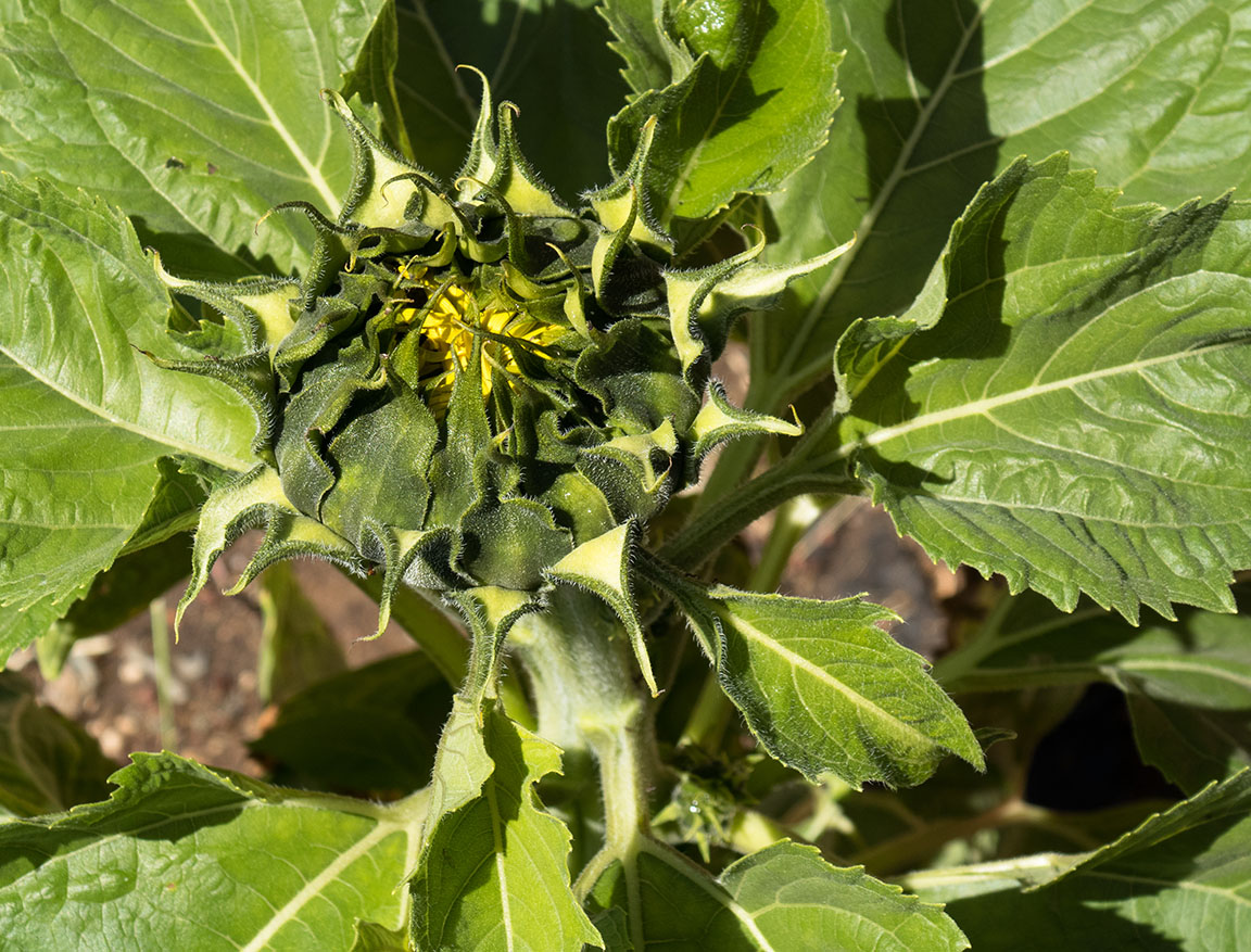 Sunflower Bud