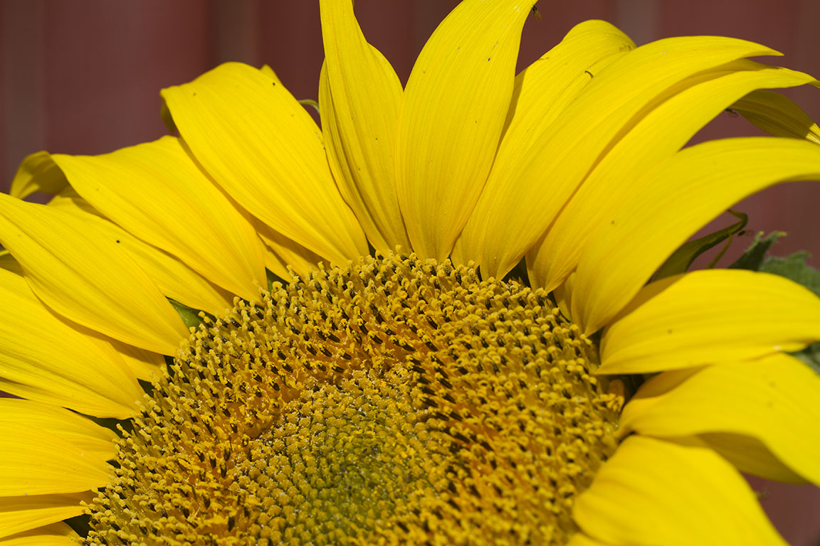 Sunflower and red fence