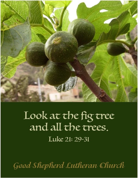 Fig Tree