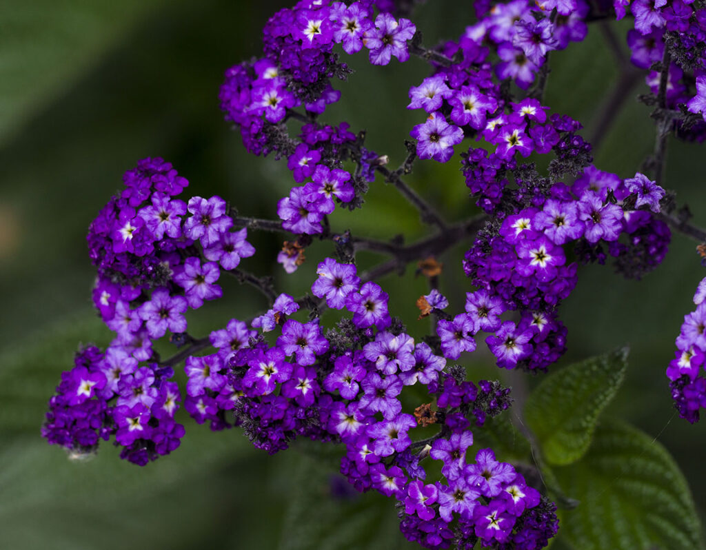 Heliotrope