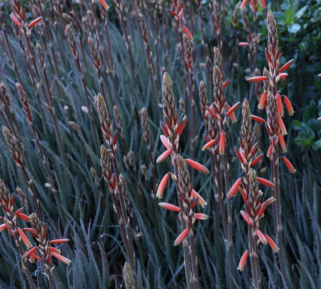 Aloe Flowers